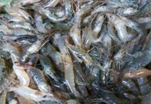 Ai cũng thích ăn tôm hùm: Nhưng ƌây mới là loại tôm ngon Ьổ ɾẻ, không Ьiết quá phí