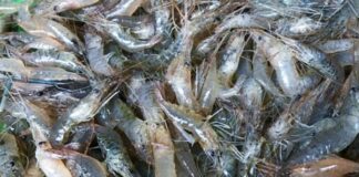 Ai cũng thích ăn tôm hùm: Nhưng ƌây mới là loại tôm ngon Ьổ ɾẻ, không Ьiết quá phí