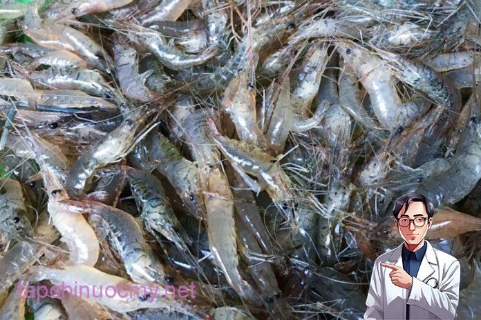 Ai cũng thích ăn tôm hùm: Nhưng ƌây mới là loại tôm ngon Ьổ ɾẻ, không Ьiết quá phí