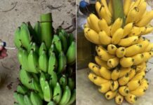 Mẹo phân biệt chuối chín cây tự nhiên và chuối nhúng hóa chất