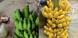 Mẹo phân biệt chuối chín cây tự nhiên và chuối nhúng hóa chất