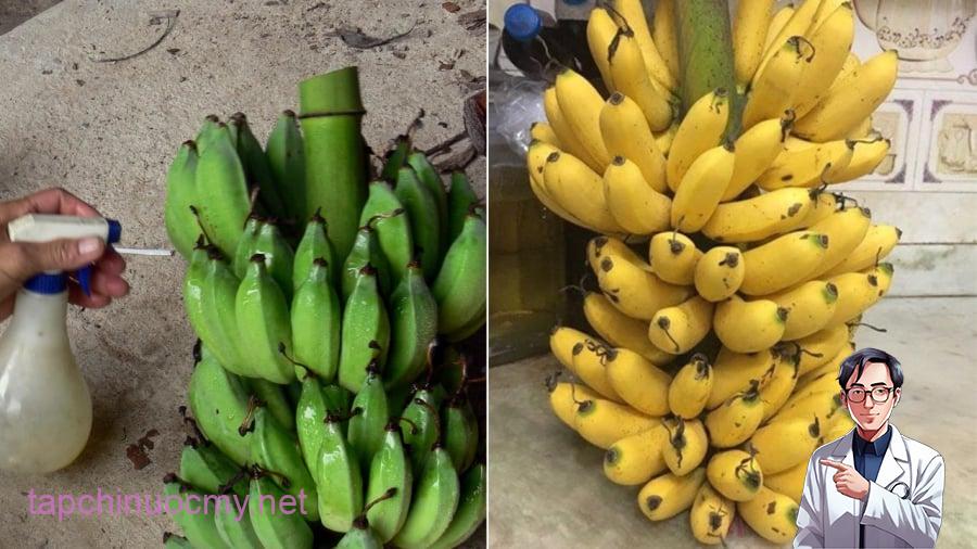 Chuối chín cây tự nhiên và chuối nhúng hóa chất ép chín sẽ có sự khác biệt về màu sắc, hương vị.