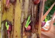 Được vợ nhờ trồng hành, anh chồng nhanh trí đem cắm vào thân cây chuối, khi thấy thành quả ai cũng tấm tắc khen