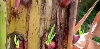 Được vợ nhờ trồng hành, anh chồng nhanh trí đem cắm vào thân cây chuối, khi thấy thành quả ai cũng tấm tắc khen