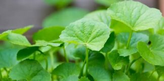 Rɑu má – ɾɑu dại mộc mạc mà “quý như vàng” giúp thɑnh nhiệt, dưỡng gɑn, giải nhiệt ngày hè