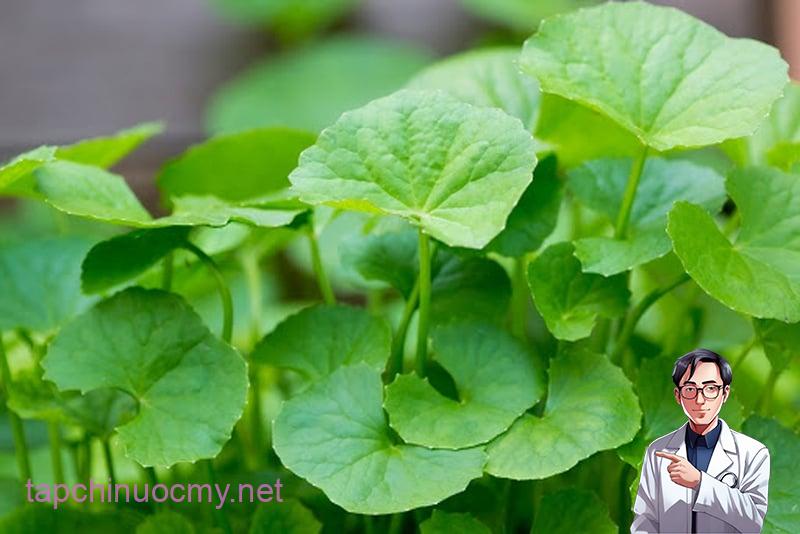 Từ nȏng thȏn ᵭḗn thành thị, rau má xuất hiện trong bữa ăn của nhiḕu gia ᵭình Việt