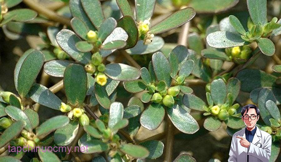 Rau sam ʟà vị thuṓc trong y học cổ truyḕn