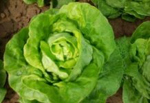 4 dấu hiệu vạch trần xà lách “tắm” thuốc sâu, đừng thấy tươi ngon mà mua vội về