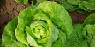 4 dấu hiệu vạch trần xà lách “tắm” thuốc sâu, đừng thấy tươi ngon mà mua vội về