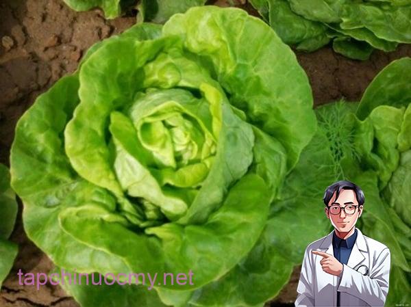 4 dấu hiệu vạch trần xà lách 