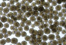 Tin vui: Người bị tiểu đường có hy vọng phục hồi khả năng sản xuất insulin