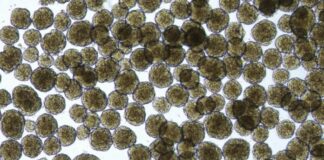 Tin vui: Người bị tiểu đường có hy vọng phục hồi khả năng sản xuất insulin