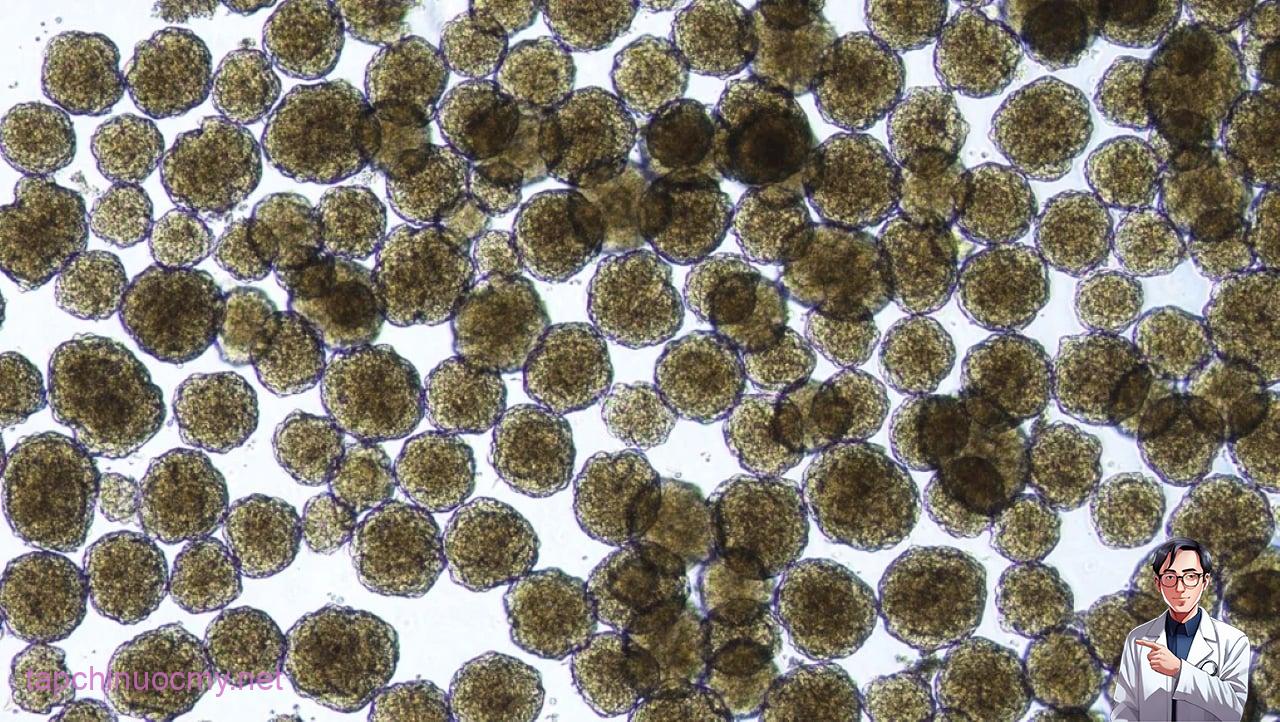 Những tế bào đảo tụy ở người được tạo ra trong phòng thí nghiệm. Ảnh: Vertex Pharmaceutical