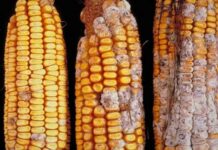 Đây là danh sách các chất gây UT đã được chứng minh, mỗi miếng bạn ăn đều đang nuôi dưỡng tế bào UT