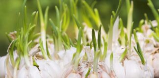 3 thực phẩm mọc mầm “bổ nghìn vàng”, nhà nào cũng có mà chưa biết tận dụng