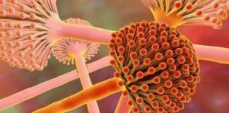 ‘Nguyên nhân lớn nhất gây ung thư gan’ đã được tìm thấy, cao gấp 10 lần so với thuốc lá và rượu. Thủ phạm là ‘nó’