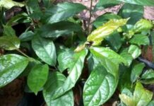 Cách uống lá xạ đen giải độc cơ thể, cực tốt cho gan lại giúp đẹp da, ngủ khỏe