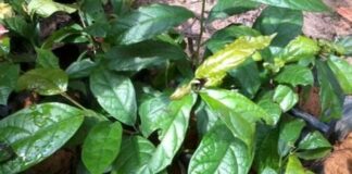 Cách uống lá xạ đen giải độc cơ thể, cực tốt cho gan lại giúp đẹp da, ngủ khỏe