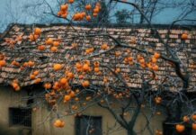 Ông bà dặn 5 loại cây có linh khí cho tiền cũng đừng chặt kẻo gia đình lụi bại, ốm đau, giàu cũng lụi