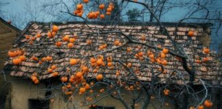 Ông bà dặn 5 loại cây có linh khí cho tiền cũng đừng chặt kẻo gia đình lụi bại, ốm đau, giàu cũng lụi