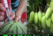 Nhà 3 đời bán hoa quả, mẹ tôi dặn có 12 loại quả 90% ngâm thuốc độc hại: Bán ế cũng không ăn