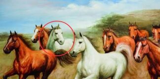Vì sao trong bức tranh ‘Mã đáo thành công’ luôn có 1 con ngựa quay đầu nhìn lại