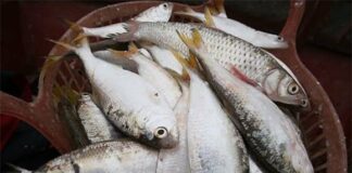 Chuyên gia Mỹ công bố loại cá tốt nhất thế giới: Việt Nam có rất nhiều, giá rẻ bất ngờ