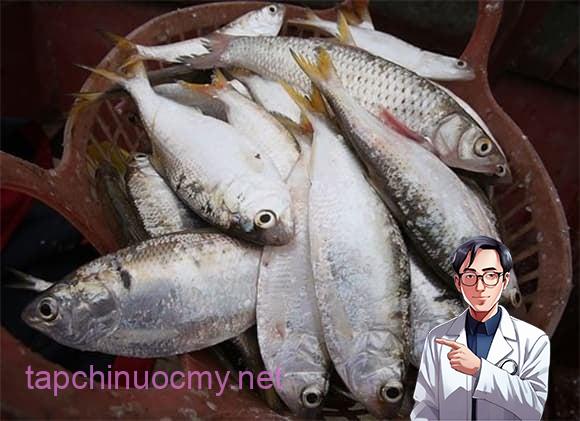 Hàm lượng omega-3 trong cá mòi thậm chí cao hơn cá hồi nếu tính theo trọng lượng, giúp giảm viêm và hạn chế sự hình thành mảng bám trong động mạch.