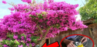 Bây giờ là lúc tưới hoa giấy, dùng nước này hoa giấy bung nở rực rỡ đúng dịp Tết