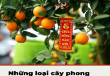 Những loại cây nên chưng dịp Tết, hút tài lộc cả năm