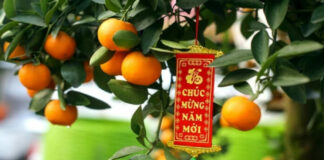 Những loại cây nên chưng dịp Tết, hút tài lộc cả năm