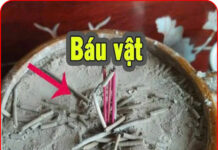 Tro tàn hương là ‘báu vật’ nếu biết tận dụng nó, nhiều người tiếc vì ‘vất tiền’ đi bấy lâu nay