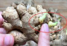 Đi chợ thấy gừng như thế này tuyệt đối không mua, người bán rau cũng không ăn, đọc xong đừng chọn nhầm