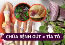 Một nắm lá tía tô tưởng vô dụng nhưng lại trị được hàng chục b ệnh ng uy h iểm, số 3 tuyệt vời nhất