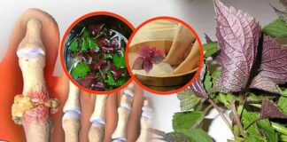 Một nắm lá tía tô tưởng vô dụng nhưng lại trị được hàng chục b ệnh ng uy h iểm, số 3 tuyệt vời nhất