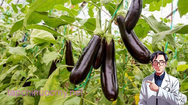 Cà tím ngon bổ rẻ nhưng sẽ hóa amp;#34;ᵭộcamp;#34; nḗu khȏng lưu ý 8 ᵭiḕu quan trọng khi sử dụng - 2