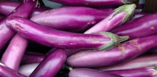 Cà tím ngon bổ rẻ nhưng sẽ hóa “đ:ộ:c” nếu không lưu ý 8 điều quan trọng khi sử dụng