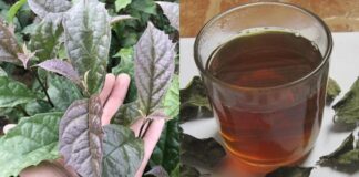 Cách uống nước xạ đen ổn định đường huyết, giảm mỡ máu