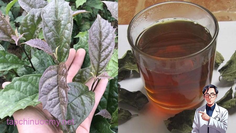 Nước lá xạ đen mang lại nhiều lợi ích cho sức khỏe.