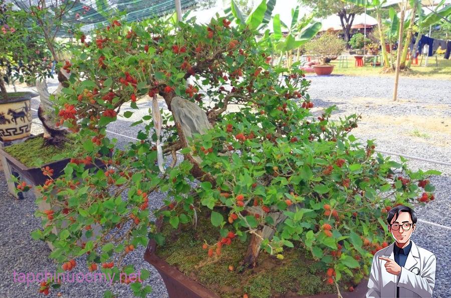 dâu tằm được xem là loại cây có khả năng xua đuổi tà ma, thường trồng sân nhà, nên khi mang vào trong nhà trồng nó mang ý nghĩa không may mắn.