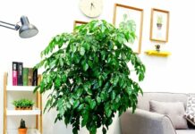 Trong phòng khách nhất định nên trồng 1 cây này để mang lại vượng khí, phát tài, niềm vui và sự mãn nguyện