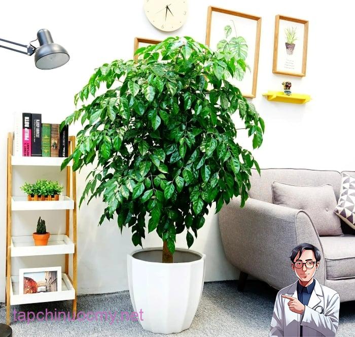 Một loại cây xanh dễ sống cực đẹp để trồng ở phòng khách