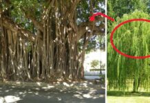 4 loại cây trồng trước nhà nào nhà đó nghèo khổ: Cả người và của đều lao đao