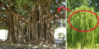 4 loại cây trồng trước nhà nào nhà đó nghèo khổ: Cả người và của đều lao đao