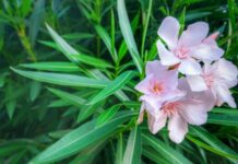 Trong nhà trồng 3 loại cây cảnh này tiền bạc thất thoát, vận xui dễ tìm đến