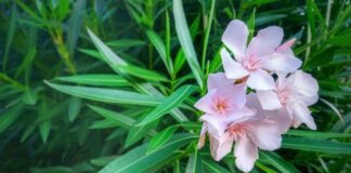 Trong nhà trồng 3 loại cây cảnh này tiền bạc thất thoát, vận xui dễ tìm đến