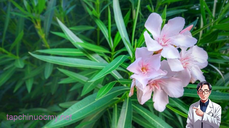  Cây trúc đào có chứa độc tố trong lá, hoa và nhựa cây, nên trồng trong nhà không tốt