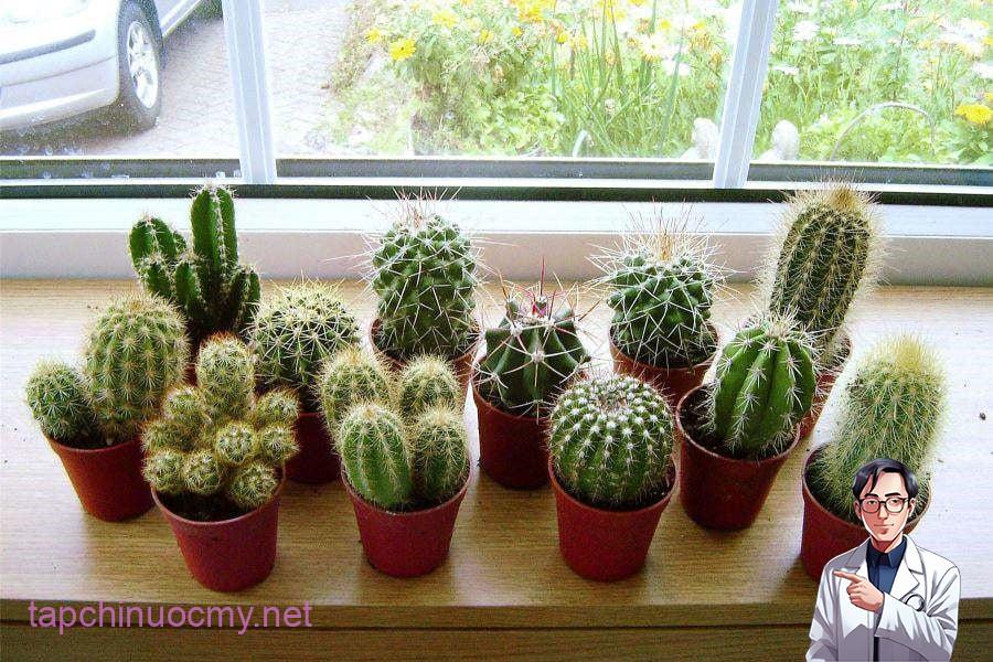 Gai nhọn của xương rồng có thể phát tán luồng khí xấu, tạo cảm giác căng thẳng, dễ dẫn đến mâu thuẫn và hao tán tiền của.