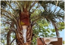 Món nước dễ chứa nguồn lây virus Nipah: Rất phổ biến trong các đám cưới