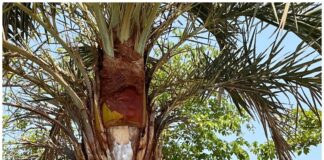 Món nước dễ chứa nguồn lây virus Nipah: Rất phổ biến trong các đám cưới